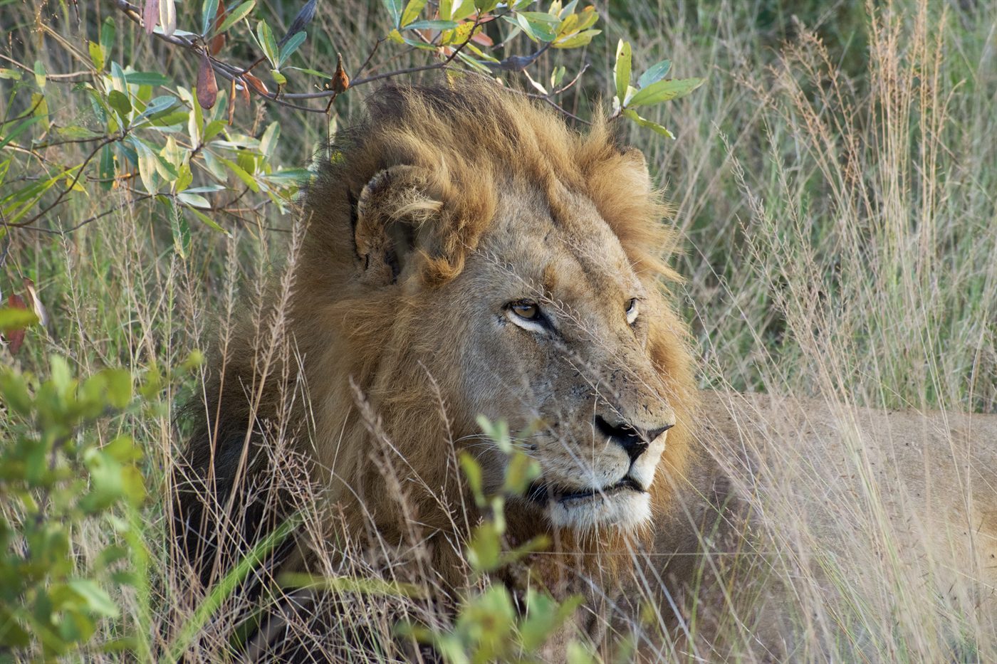 lion